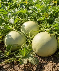 Honeydew Melon Live Plants - 2 Starter Fruit Vines in 4-inch Pot, 3-5