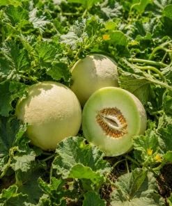 Honeydew Melon Live Plants - 2 Starter Fruit Vines in 4-inch Pot, 3-5