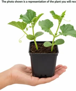 Honeydew Melon Live Plants - 2 Starter Fruit Vines in 4-inch Pot, 3-5