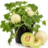 Honeydew Melon Live Plants - 2 Starter Fruit Vines in 4-inch Pot, 3-5" Tall, Outdoor - Image 1