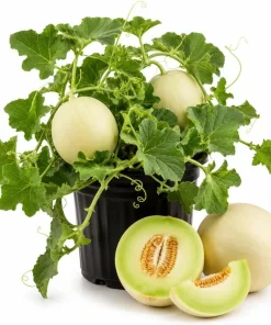 Honeydew Melon Live Plants - 2 Starter Fruit Vines in 4-inch Pot, 3-5