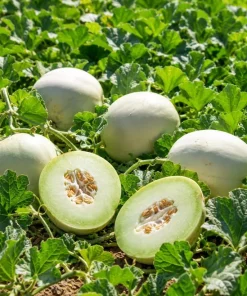 Honeydew Melon Vine Plants - 2 Live Starters, 3-5 Inches Tall, Outdoor Fruit - Image 2