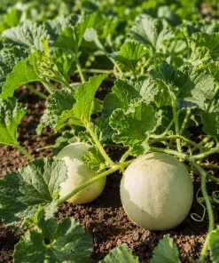 Honeydew Melon Vine Plants - 2 Live Starters, 3-5 Inches Tall, Outdoor Fruit - Image 3