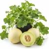 Honeydew Melon Vine Plants - 2 Live Starters, 3-5 Inches Tall, Outdoor Fruit - Image 1