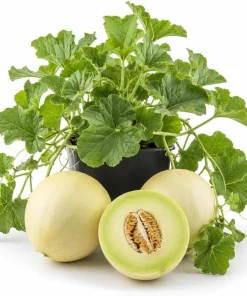 Honeydew Melon Vine Plants - 2 Live Starters, 3-5 Inches Tall, Outdoor Fruit - Image 1