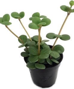 Hope Peperomia Live Plant - 4 inch Mini Hanging Basket, Indoor - Image 3