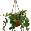 Hope Peperomia Live Plant - 4 inch Mini Hanging Basket, Indoor - Image 1