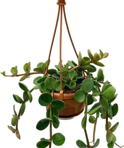 Hope Peperomia Live Plant - 4 inch Mini Hanging Basket, Indoor - Image 1