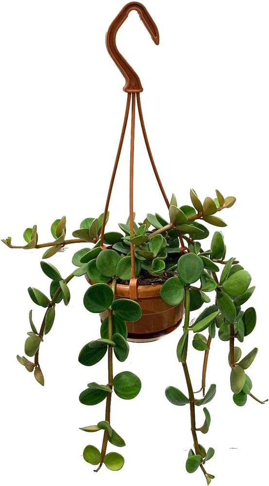 Hope Peperomia Live Plant - 4 inch Mini Hanging Basket, Indoor - Image 1