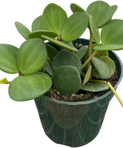 Hope Peperomia Live Plant – 4 inch Pot – Indoor Houseplant - Image 3