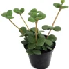 Hope Peperomia Live Plant – 4 inch Pot – Indoor Houseplant - Image 1
