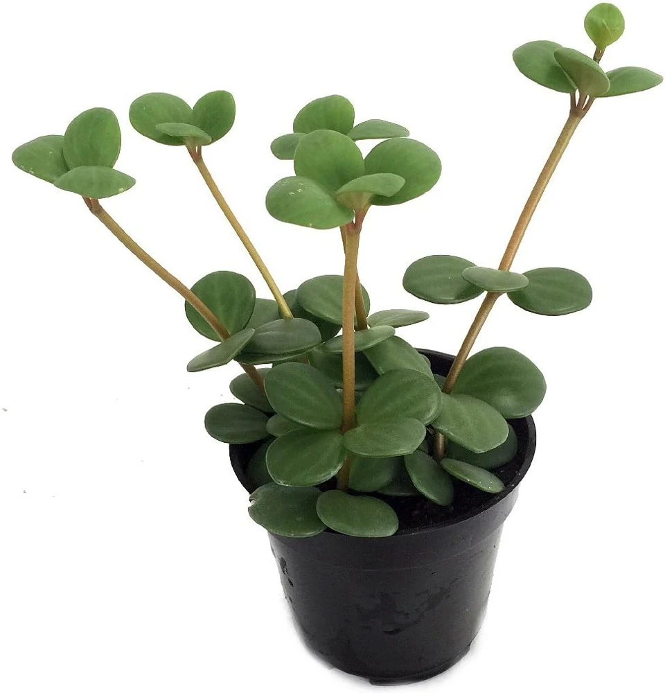 Hope Peperomia Live Plant – 4 inch Pot – Indoor Houseplant - Image 1
