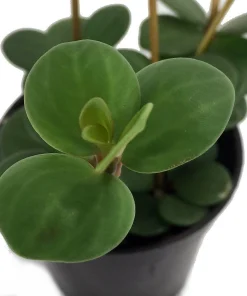 Hope Peperomia Live Plant - Easy Houseplant - 2.5 inch Pot - Indoor - Image 2