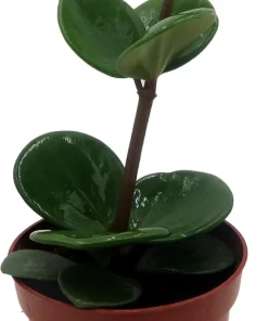 Hope Peperomia Live Plant - Easy Houseplant - 2.5 inch Pot - Indoor - Image 3