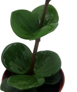 Hope Peperomia Live Plant - Easy Houseplant - 2.5 inch Pot - Indoor - Image 4