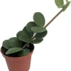 Hope Peperomia Live Plant - Easy Houseplant - 2.5 inch Pot - Indoor - Image 1
