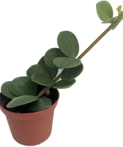 Hope Peperomia Live Plant - Easy Houseplant - 2.5 inch Pot - Indoor - Image 1