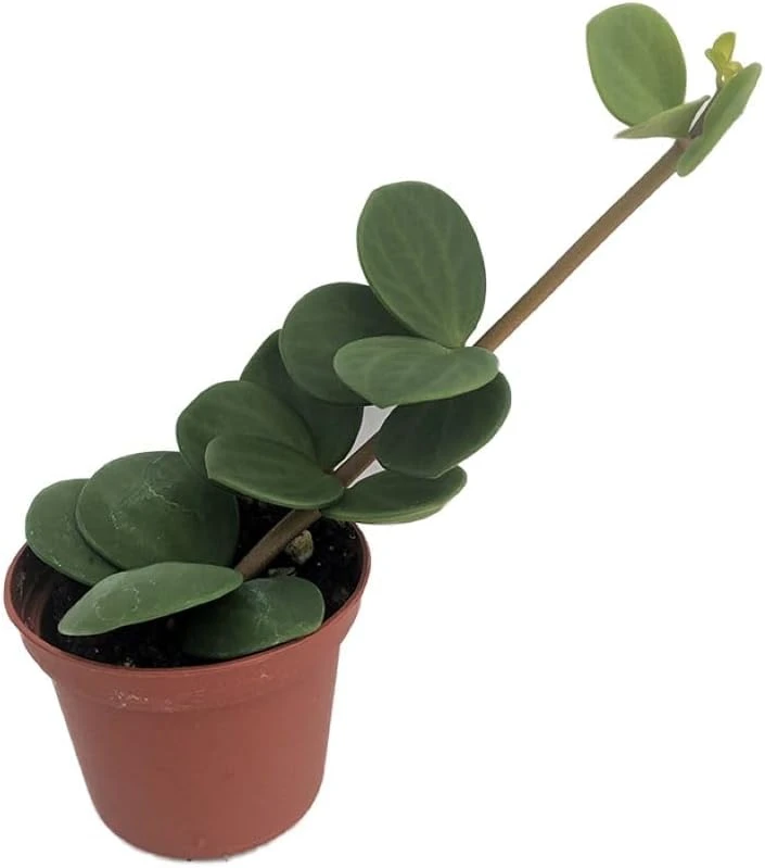 Hope Peperomia Live Plant - Easy Houseplant - 2.5 inch Pot - Indoor - Image 1
