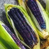 Hopi Blue Flour Corn Seeds - 100 Heirloom Seeds, Drought Tolerant - Image 1