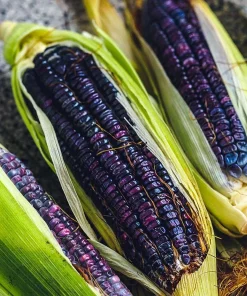 Hopi Blue Flour Corn Seeds - 100 Heirloom Seeds, Drought Tolerant - Image 1