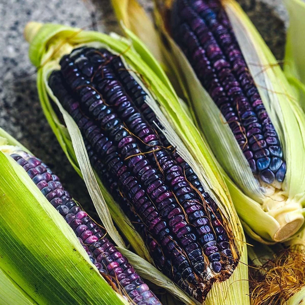 Hopi Blue Flour Corn Seeds - 100 Heirloom Seeds, Drought Tolerant - Image 1