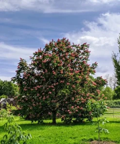 Horse Chestnut Live Tree - Large 6 Inch Pot - Ornamental Deciduous Shade Tree - Image 10