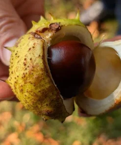 Horse Chestnut Live Tree - Large 6 Inch Pot - Ornamental Deciduous Shade Tree - Image 2