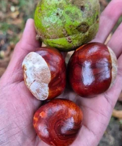 Horse Chestnut Live Tree - Large 6 Inch Pot - Ornamental Deciduous Shade Tree - Image 3
