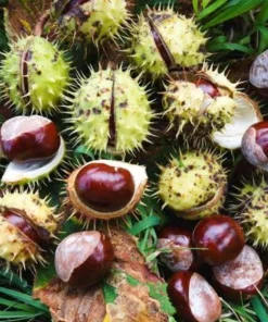 Horse Chestnut Live Tree - Large 6 Inch Pot - Ornamental Deciduous Shade Tree - Image 4