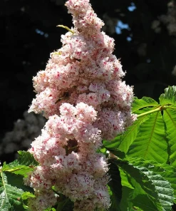 Horse Chestnut Live Tree - Large 6 Inch Pot - Ornamental Deciduous Shade Tree - Image 5