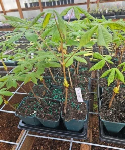 Horse Chestnut Live Tree - Large 6 Inch Pot - Ornamental Deciduous Shade Tree - Image 6