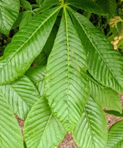 Horse Chestnut Live Tree - Large 6 Inch Pot - Ornamental Deciduous Shade Tree - Image 7