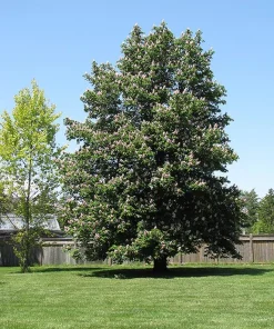 Horse Chestnut Live Tree - Large 6 Inch Pot - Ornamental Deciduous Shade Tree - Image 8