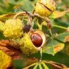 Horse Chestnut Live Tree - Large 6 Inch Pot - Ornamental Deciduous Shade Tree - Image 1