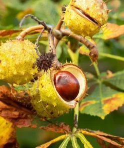 Horse Chestnut Live Tree - Large 6 Inch Pot - Ornamental Deciduous Shade Tree - Image 1