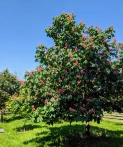Horse Chestnut Live Tree - Large 6 Inch Pot - Ornamental Deciduous Shade Tree - Image 9