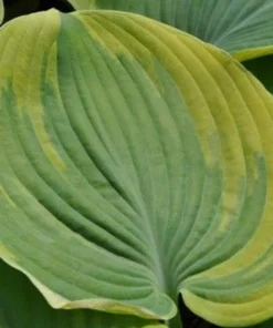 Hosta Earth Angel Live Plant – Creamy-White Edges, Blue-Green Foliage – Quart Pot – Outdoor - Image 2