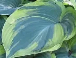Hosta Earth Angel Live Plant – Creamy-White Edges, Blue-Green Foliage – Quart Pot – Outdoor - Image 3