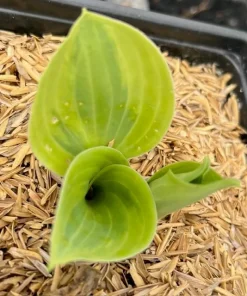 Hosta Earth Angel Live Plant – Creamy-White Edges, Blue-Green Foliage – Quart Pot – Outdoor - Image 4