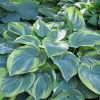 Hosta Earth Angel Live Plant – Creamy-White Edges, Blue-Green Foliage – Quart Pot – Outdoor - Image 1