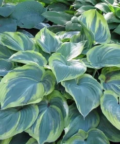 Hosta Earth Angel Live Plant – Creamy-White Edges, Blue-Green Foliage – Quart Pot – Outdoor - Image 1