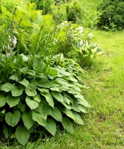 Hosta Elegans Seeds - 10 Lavender Flower Seeds for Shade, Zones 5-10 - Image 10