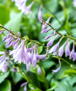 Hosta Elegans Seeds - 10 Lavender Flower Seeds for Shade, Zones 5-10 - Image 11