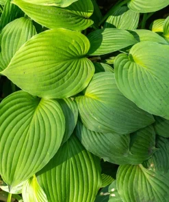 Hosta Elegans Seeds - 10 Lavender Flower Seeds for Shade, Zones 5-10 - Image 12