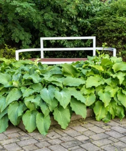 Hosta Elegans Seeds - 10 Lavender Flower Seeds for Shade, Zones 5-10 - Image 13