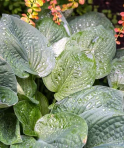 Hosta Elegans Seeds - 10 Lavender Flower Seeds for Shade, Zones 5-10 - Image 2