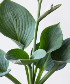 Hosta Elegans Seeds - 10 Lavender Flower Seeds for Shade, Zones 5-10 - Image 3
