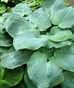 Hosta Elegans Seeds - 10 Lavender Flower Seeds for Shade, Zones 5-10 - Image 4