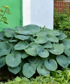 Hosta Elegans Seeds - 10 Lavender Flower Seeds for Shade, Zones 5-10 - Image 5