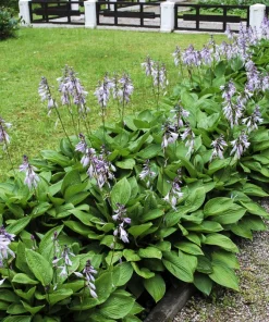 Hosta Elegans Seeds - 10 Lavender Flower Seeds for Shade, Zones 5-10 - Image 6